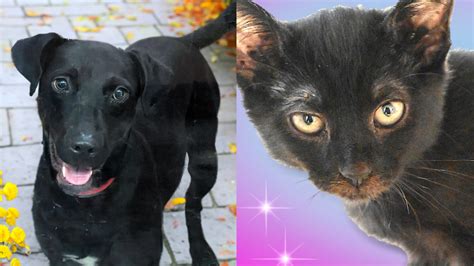 Zoey And Beyonce Looking For Forever Homes At Humane Society Of Broward