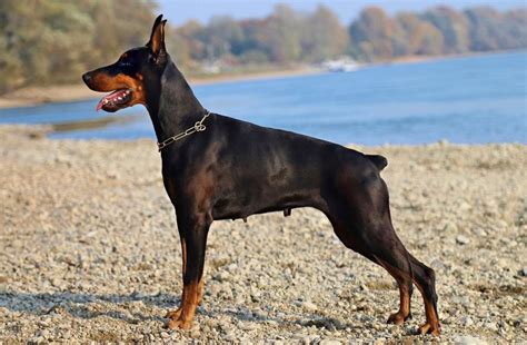 Hunderassen Lexikon Der Dobermann — Confidu