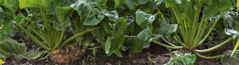 Forage Fodder Beets