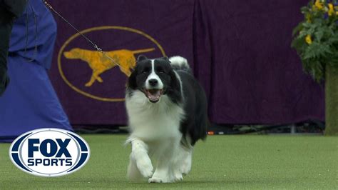 Flick The Border Collie Wins The Herding Group Westminster Dog Show