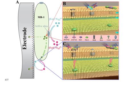 Illustration Of Electrons Uptake By MR 1 From Fe CN 6 4 A The