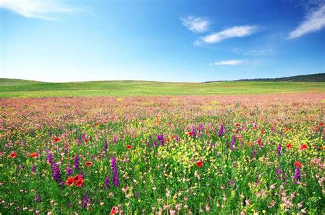 Spring Flower Meadow