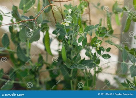 Green Pea Growing In Urban Garden Pea Leaves Flowers And Ripe Pisum