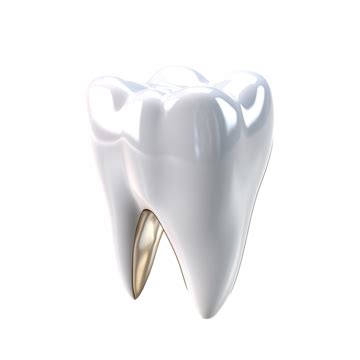 Modelo De Dentes Branco Dental Médico Fivela Realista Tridimensional