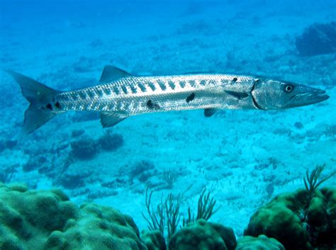 Great Barracuda: Facts, Characteristics, Habitat and More - Animal Place