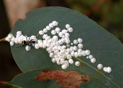 White Lerp Insect - Glycaspis (Glycaspis) fuscovena or G. eucalypti