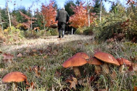 Environnement Pourquoi les champignons poussent en avance cette année