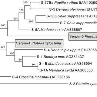 Consensus Neighbour Joining Tree Based On The Sequences Of Serpins