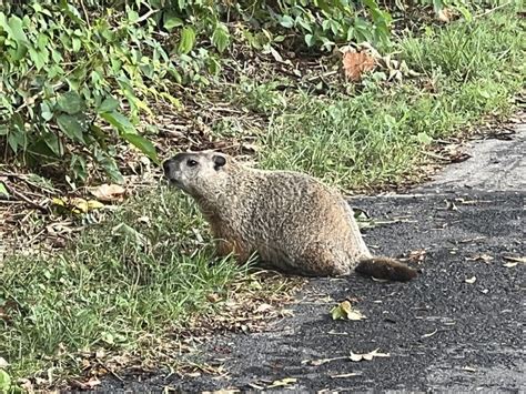 Groundhog in a Pennsylvanian Forest Stock Photo - Image of 2022, alan ...