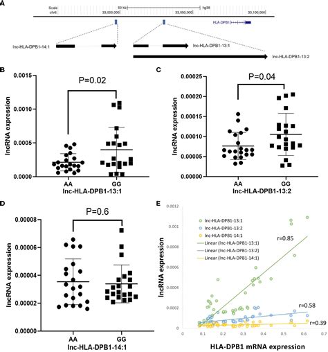 Frontiers HLA DPB1 Genotype Variants Predict DP Molecule Cell Surface