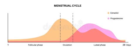 Lh Female Hormones Stock Illustrations 14 Lh Female Hormones Stock