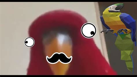 Red Bird Meme Thing Youtube