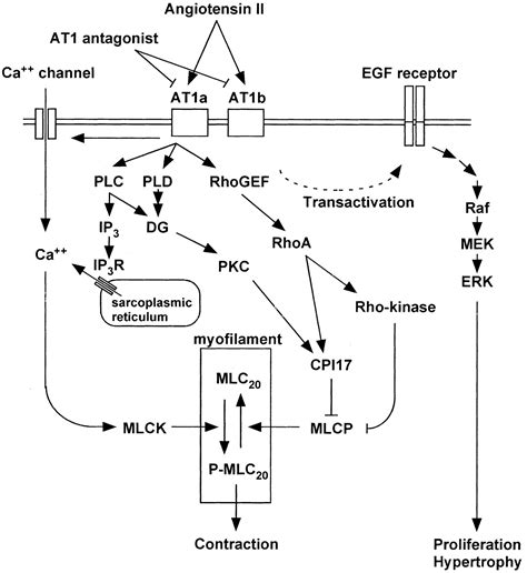 Cellular Mechanism Of Vasoconstriction Induced By Angiotensin Ii