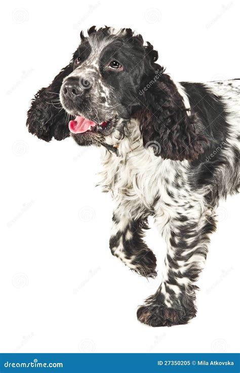 Black And White English Cocker Spaniel Stock Image Image Of Alertness