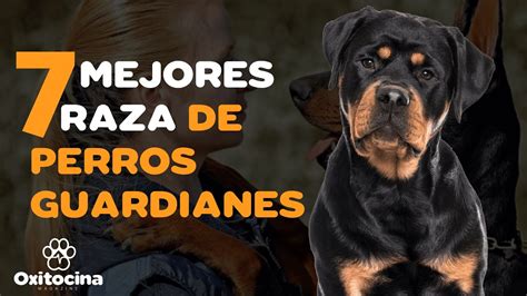 Aprender Principiante La Licenciatura Mejores Razas De Perros