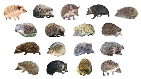 Hedgehog Breeds