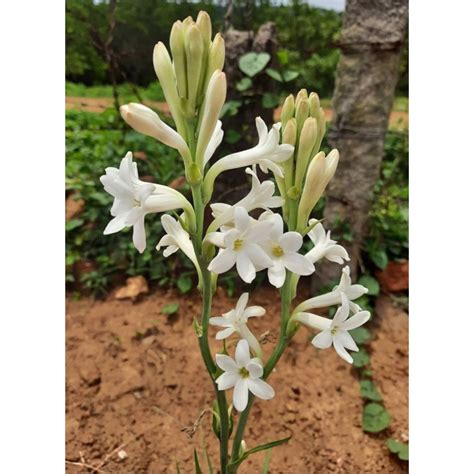 Bunga Harum Sundal Malam White Tuberose Bawang Bulb Sahaja