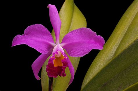 Cattleya Wallisii Orchid Plant Care And Culture Travaldos Blog