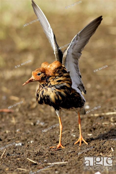 Ruff Male In Mating Display Philomachus Pugnax Stock Photo