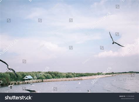 Birds Flying Mangrove Forest Stock Photo 1137623645 | Shutterstock