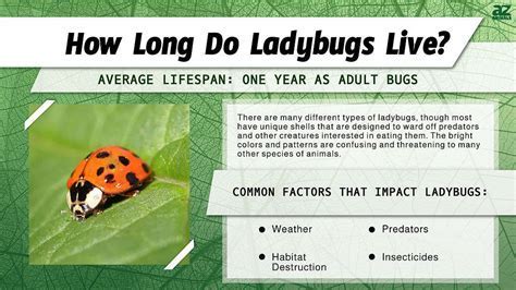 What Temperatures Can Ladybugs Survive In