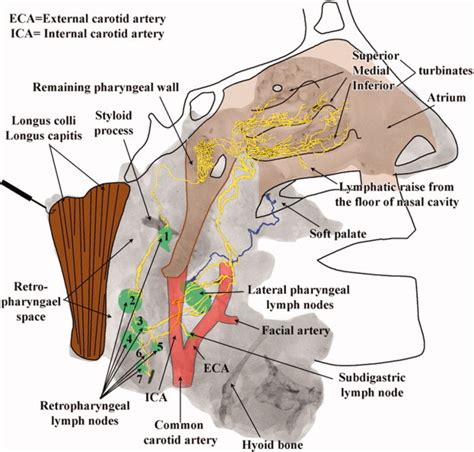 Anterior Floor Of Nasal Cavity Carpet Vidalondon