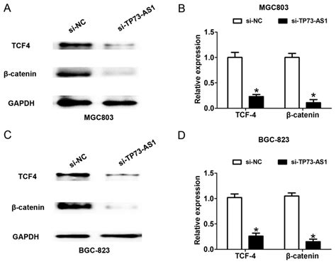 Knockdown Of LncRNA TP73AS1 Inhibits Gastric Cancer Cell Proliferation