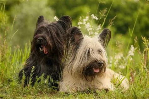 Perros De Pelo Largo 10 Razas Elegantes Que Te Conquistarán Smylepets