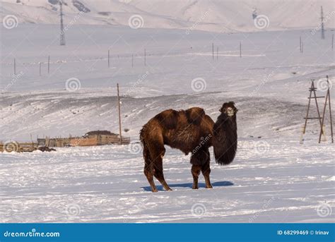 Camels Mountains Snow Winter Graze Stock Image Image Of Frost