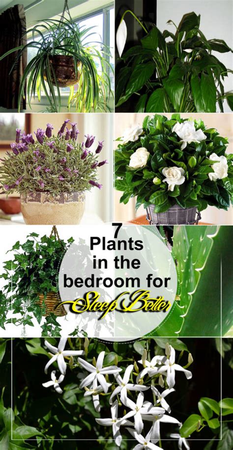 7 plants in the bedroom for Sleep Better | Best Bedroom plants ...