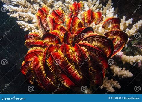 Feather Starfish stock photo. Image of phylum, feather - 94563352