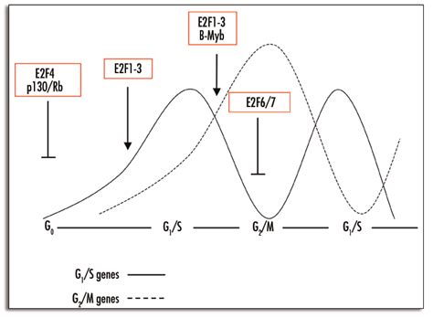 Distinct temporal roles for E2F proteins during cell proliferation and ... 