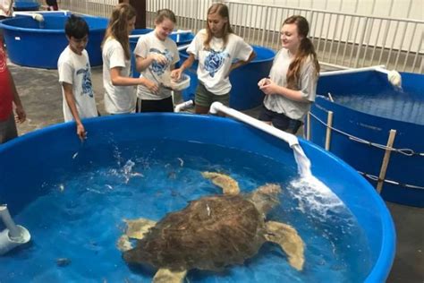 Marine Biology Immersion Camp For Teens Sea Turtle Camp