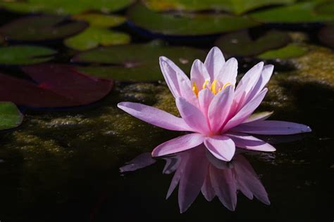 Water Lily Pink Aquatic Plant Free Photo On Pixabay Pixabay