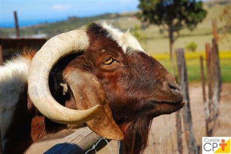 Reprodução de cabras leiteiras Conheça o Efeito Macho Dicas Cursos