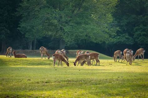 CWD Deer Symptoms (how to tell if a deer has Chronic Wasting Disease)