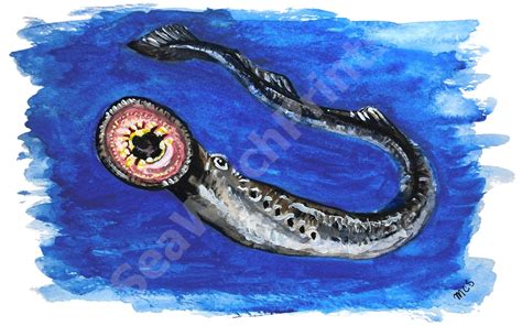 Arctic Lamprey, Art Print, 12 X 18 Inches, Lethenteron Camtschaticum ...