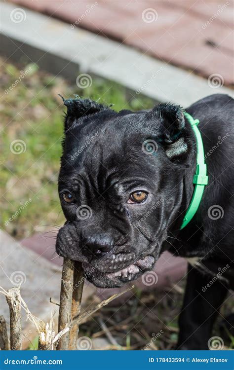 Cane-Corso Puppy with Cropped Ears Stock Photo - Image of black ...