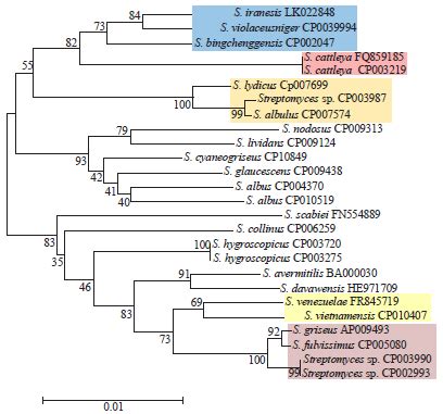 Identification And Phylogeny Of Streptomyces Based On Gene Sequences