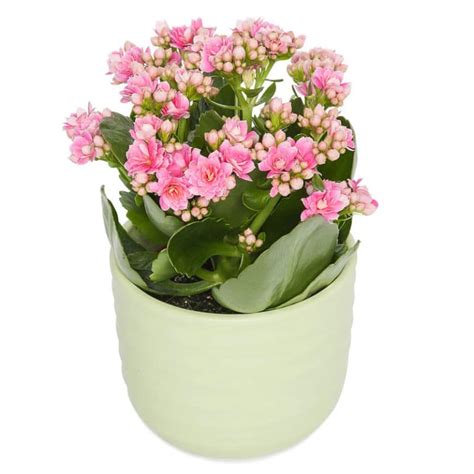 Kalanchoe Pink Plant