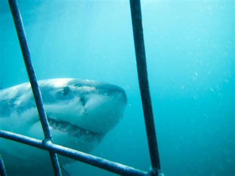 Great White Shark Cage Diving Cape Townexperience The Ultimate Thrill