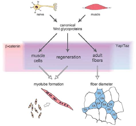 Model Of How Yap Taz Tead And Catenin Dependent Canonical Wnt