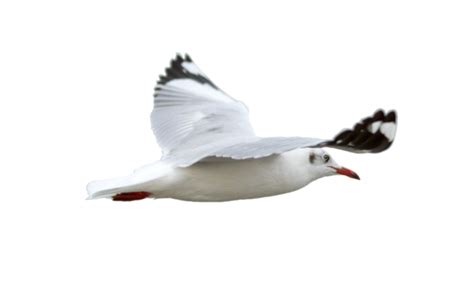 Seagull PNGs for Free Download