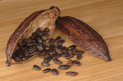 Cocoa Fruit Raw Cacao Beans Cocoa Pod Fresh Cocoa Fruits Isolated On