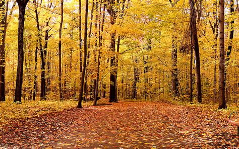 Hojas De Arce Amarillo Y árbol Hojas Secas Marrones Naturaleza Otoño Fondo De Pantalla Hd