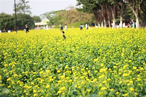 春风十里 花开时刻牵着蜗牛去跑步 站酷zcool