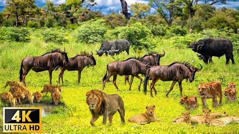 K African Wildlife Waza National Park Scenic Wildlife Film With