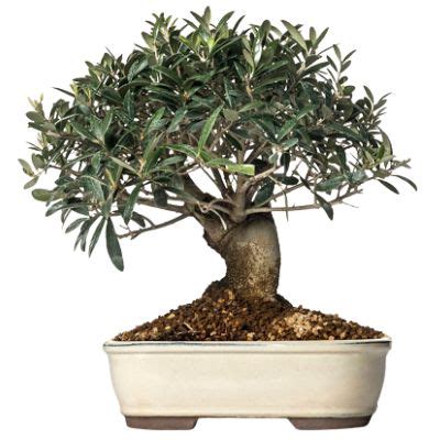 Olive bonsai care