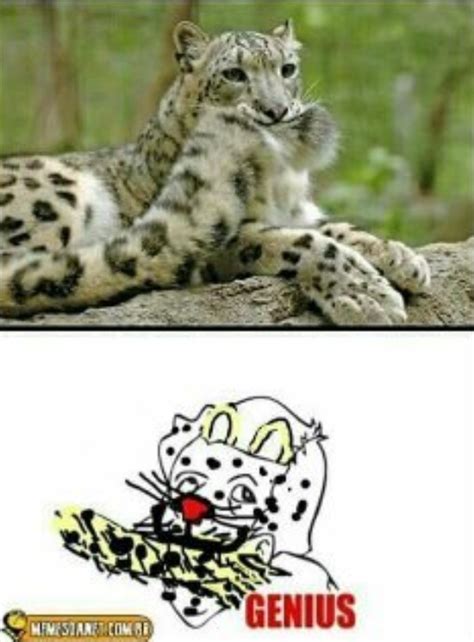 The best Ocelot memes :) Memedroid