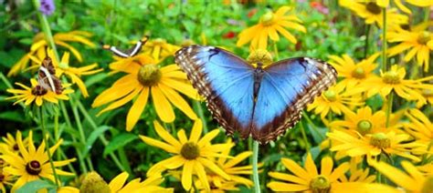 Gardening for Butterflies | Chicago Botanic Garden